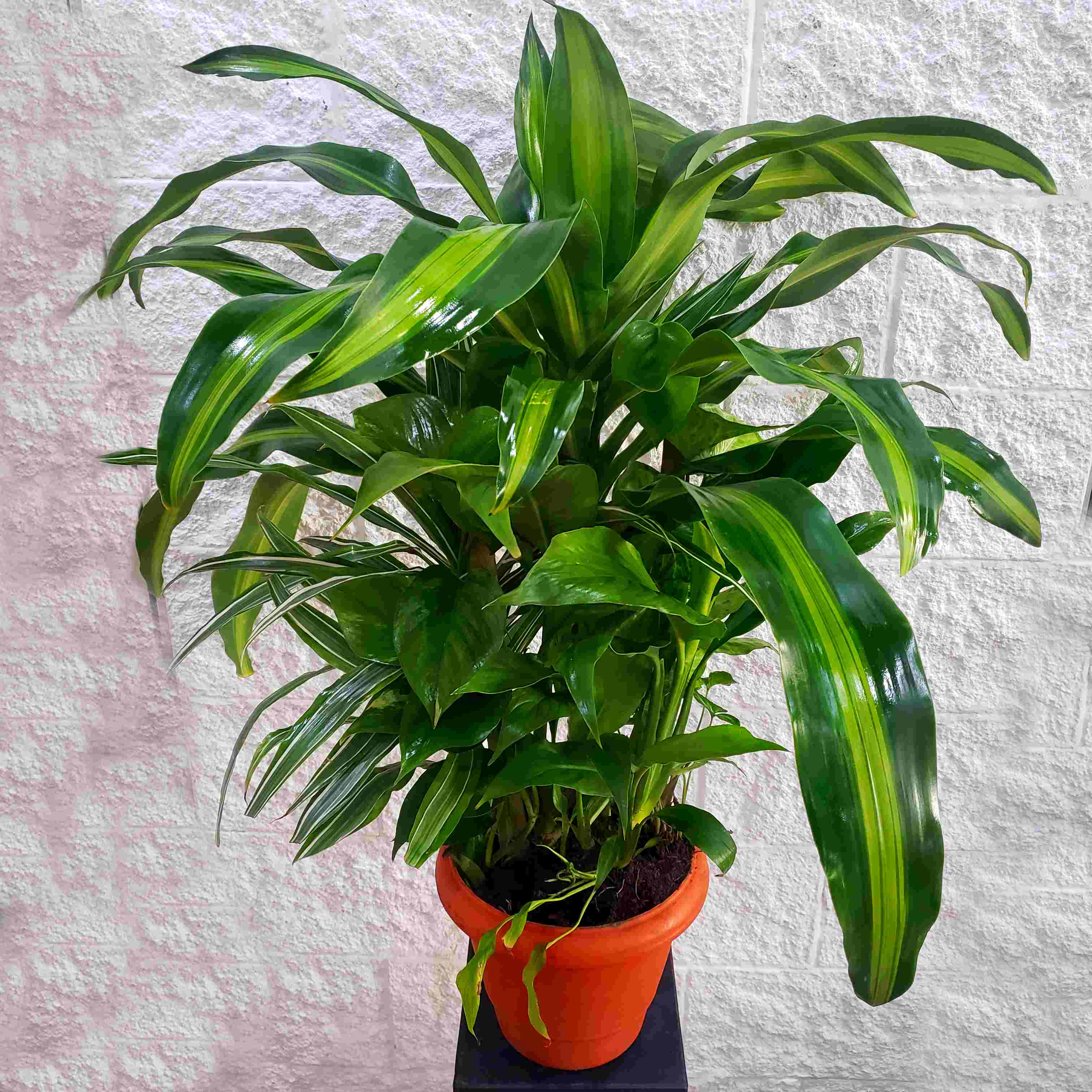 Envio y venta de flores ,rosas, plantas,arreglos florales ,regalos y desayunos a domicilio con delivery gratis en la Ciudad Autonoma de Buenos Aires y con costo de env�o en localidades del Gran Buenos Aires asi como delivery de flores y plantas a trav�s de florerias asociadas en todas las provincias de la Argentina, Buenos Aires, la Pampa, Tucuman, La Rioja, R�o Negro, Entre Rios, Corrientes, Misiones, Neuquen, Chubut, Tierra del Fuego, Santa Cruz, San Luis, Mendoza, Cordoba, Jujuy, Formosa, Santiago del Estero, Salta, Chaco, Catamarca ,San Juan, y ademas realizamos el delivery de flores ,coronas,palmas , plantas y regalos a todas las ciudades de Argentina, Mar del Plata, C�rdoba, Buenos Aires, con cargo en Santa Rosa, La Plata, Bella Vista, Neuquen, Pilar, Paran�, Posadas, Resistencia, Cipolleti y mas de 300 ciudades y localidades en todo el territorio de nuestro pa�s, asi como tambien tenemos la posibilidad de enviar flores a casi todo el mundo en cuestion de horas